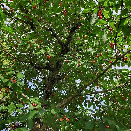 With Stables, Horses And The Ability To Make Horseback Riding * Monte Santa Maria Tiberina