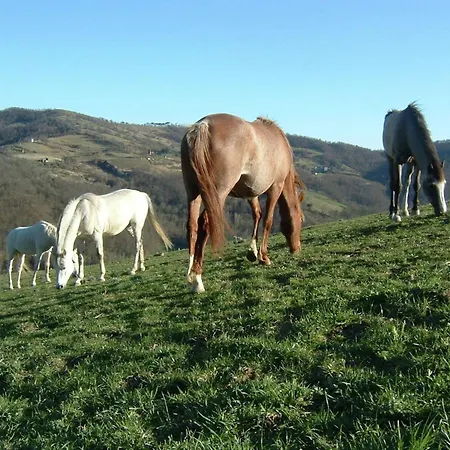 With Stables, Horses And The Ability To Make Horseback Riding Tatil Evi *